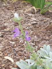 Salvia