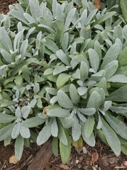 Salvia