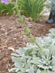 Salvia