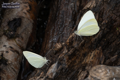 Pieris marginalis pallidissima