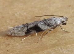 Coleotechnites atrupictella