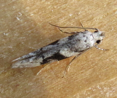 Coleotechnites atrupictella