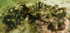 Dysideidae