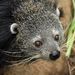 Binturong - Photo (c) Joachim S. Müller, some rights reserved (CC BY-NC-SA)