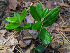 Vaccinium vitis-idaea