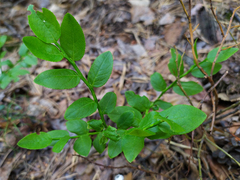 Vaccinium myrtillus
