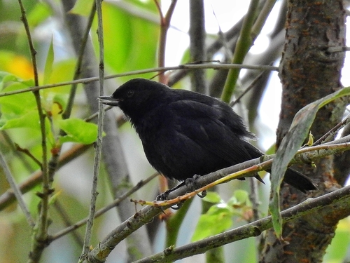 Black Flowerpiercer (Diglossa humeralis), photo 6