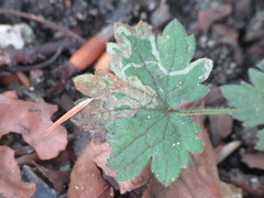 Phytomyza ranunculivora