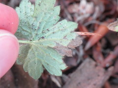 Phytomyza ranunculivora