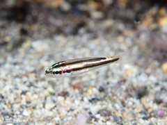 Parapristipoma octolineatum