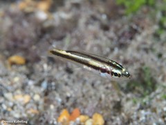 Parapristipoma octolineatum