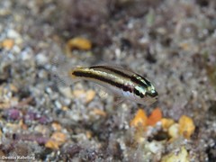 Parapristipoma octolineatum