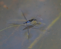 Limnoporus rufoscutellatus