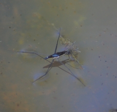 Limnoporus rufoscutellatus