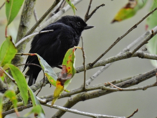Black Flowerpiercer (Diglossa humeralis), photo 9