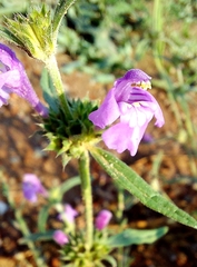 Galeopsis angustifolia