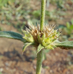 Galeopsis angustifolia