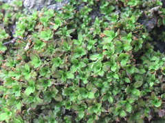 Syntrichia virescens