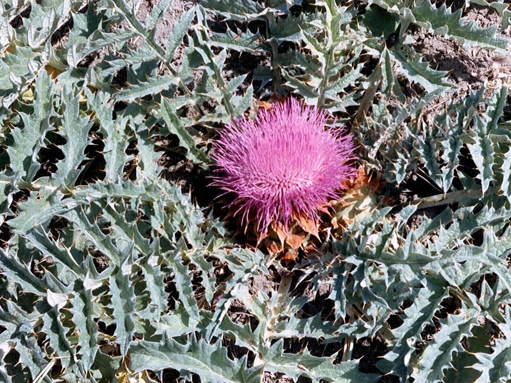 Alcachofa silvestre
