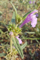 Galeopsis angustifolia