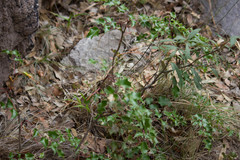 Berberis wilcoxii