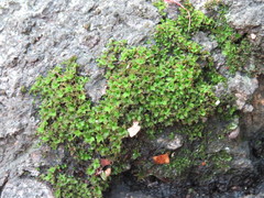Syntrichia virescens