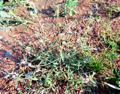 Galeopsis angustifolia