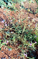 Galeopsis angustifolia