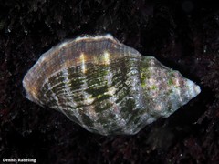 Stramonita haemastoma