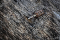 Meconemus impressicollis