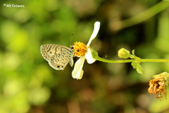Leptotes cassius cassidula