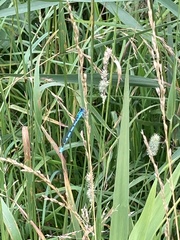 Enallagma cyathigerum