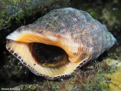 Stramonita haemastoma