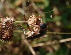 Dytiscus circumcinctus