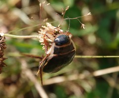 Dytiscus circumcinctus
