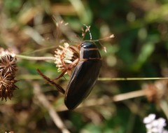 Dytiscus circumcinctus