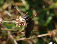Dytiscus circumcinctus