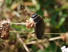 Dytiscus circumcinctus