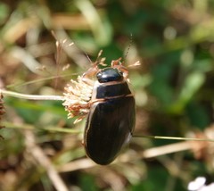 Dytiscus circumcinctus