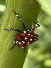 Lycorma delicatula