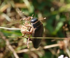 Dytiscus circumcinctus