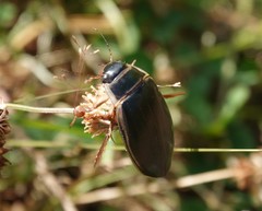 Dytiscus circumcinctus