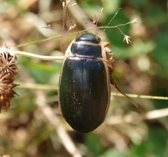 Dytiscus circumcinctus