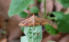Ischnurges gratiosalis