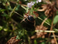 Dytiscus circumcinctus