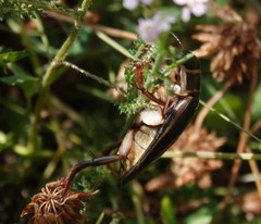 Dytiscus circumcinctus