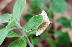 Ischnurges gratiosalis