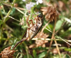 Dytiscus circumcinctus