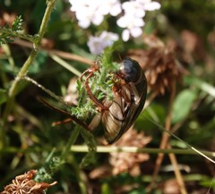 Dytiscus circumcinctus