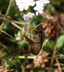 Dytiscus circumcinctus